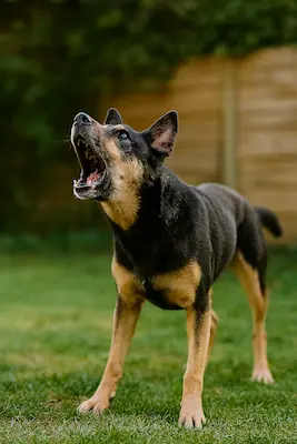 chien réactif — travail comportemental